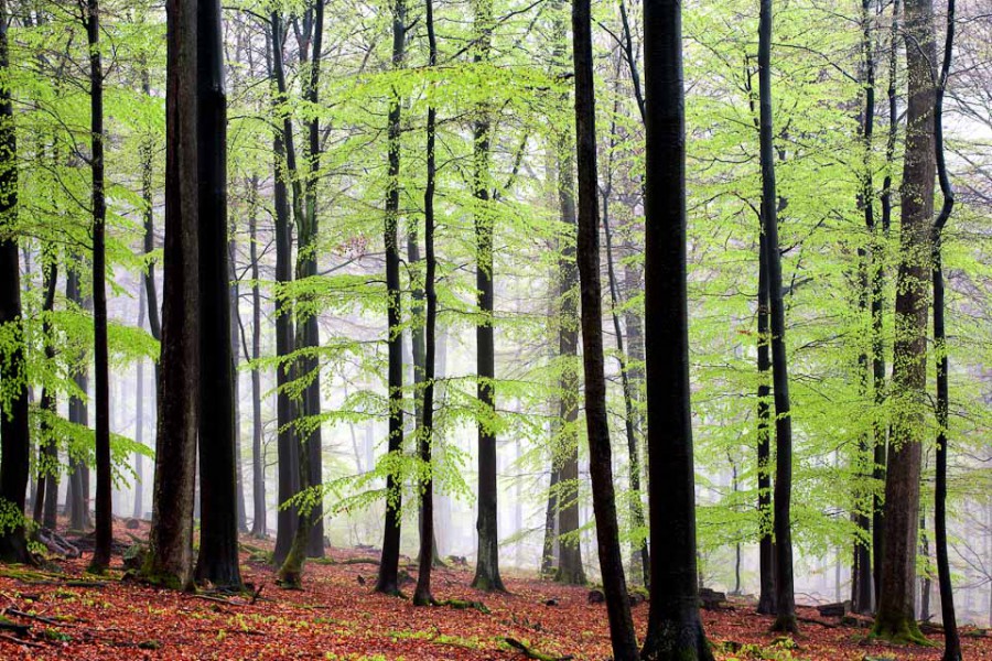 Buchenwald im Frühling