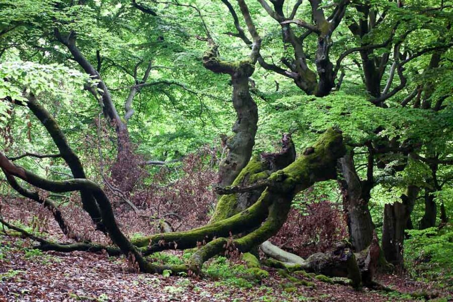 Hutewald