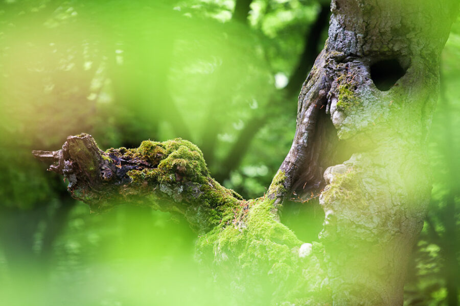Waldgeist