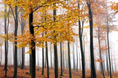 Buchenwald im Spätherbst