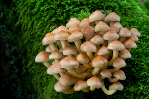 Grünblättriger Schwefelkopf