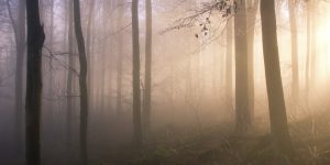 waldwerke.com
